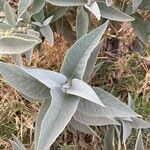 Buddleja sessiliflora leaf picture by erick cuevas (cc-by-sa)