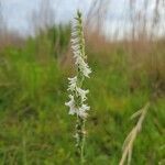 Spiranthes vernalis flower picture by Matthew Horrigan (cc-by-sa)