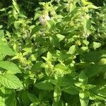 Mentha arvensis habit picture by Dominique Wernert (cc-by-sa)