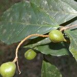 Rinorea hummelii fruit picture by Nelson Zamora Villalobos (cc-by-nc)