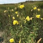 Oenothera glazioviana habit picture by Marie-Claude Deboin (cc-by-sa)