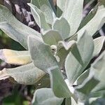 Helichrysum melaleucum leaf picture by Jean-Christophe Lombardo (cc-by-sa)