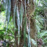 Elaphoglossum herminieri habit picture by Renato Lima (cc-by-nc-sa)