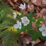 Isopyrum thalictroides flower picture by Iulia Demeter (cc-by-sa)