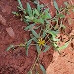 Hirpicium diffusum habit picture by susan brown (cc-by-sa)