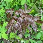 Aralia nudicaulis leaf picture by Barber Ryan (cc-by-sa)