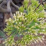 Euphorbia regis-jubae flower picture by Dorado Moreno Raul Jesus (cc-by-sa)