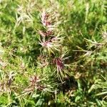 Poa bulbosa fruit picture by Tarmorin (cc-by-sa)