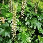 Acanthus mollis flower picture by roncuzzi rocco (cc-by-sa)