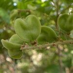 Cupania guatemalensis fruit picture by Nelson Zamora Villalobos (cc-by-nc)