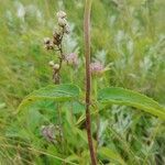 Monarda fistulosa habit picture by Kenny Oppon (cc-by-sa)