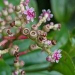 Miconia ciliata flower picture by Denis Bastianelli (cc-by-sa)