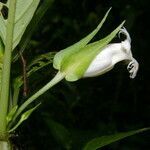 Drymonia lanceolata flower picture by Nelson Zamora Villalobos (cc-by-nc)