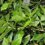 Paullinia cururu habit picture by Nelson Zamora Villalobos (cc-by-nc)