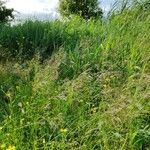 Agrostis canina habit picture by Daniel Bourget (cc-by-sa)