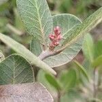 Rhus integrifolia flower picture by Julien Birard (cc-by-sa)