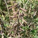 Indigofera volkensii fruit picture by bimbi bimbi (cc-by-sa)