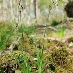 Luzula forsteri habit picture by Daniel Bourget (cc-by-sa)