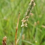 Alopecurus geniculatus habit picture by Yoan MARTIN (cc-by-sa)