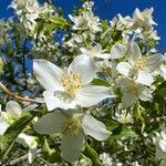 Philadelphus lewisii flower picture by katherine evans (cc-by-sa)