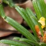 Pultenaea petiolaris leaf picture by ian connop (cc-by-sa)