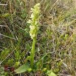 Platanthera hyperborea flower picture by Possnigg Ingrid (cc-by-sa)