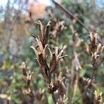 Oenothera biennis fruit picture by yvon s (cc-by-sa)