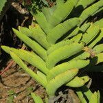 Crassula perfoliata leaf picture by Daniel Barthelemy (cc-by-nc)