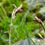 Carex ornithopoda flower picture by Fabien Anthelme (cc-by-sa)