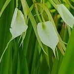 Brassavola nodosa flower picture by tdtexas49 (cc-by-sa)