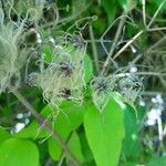 Clematis vitalba fruit picture by ferstelich siegrun (cc-by-sa)