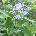 Solanum africanum flower picture by Maarten Vanhove (cc-by-sa)