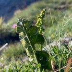 Botrychium lunaria habit picture by Fabien Anthelme (cc-by-sa)