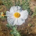 Romneya coulteri flower picture by Briar M (cc-by-sa)