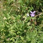 Viola cornuta habit picture by Sylvain Piry (cc-by-sa)