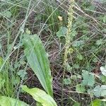 Plantago tomentosa habit picture by Trap Hers (cc-by-sa)