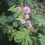 Mimosa diplotricha flower picture by Franck Prejger (cc-by-sa)