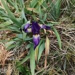 Iris lutescens flower picture by Mallol Camprubí Albert (cc-by-sa)