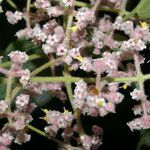 Miconia costaricensis flower picture by Nelson Zamora Villalobos (cc-by-nc)