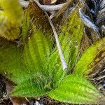 Castratella piloselloides leaf picture by Fabien Anthelme (cc-by-sa)