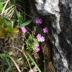 Erinus alpinus flower picture by laure chevillard (cc-by-sa)