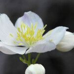 Thalictrum tuberosum flower picture by Santiago (cc-by-sa)