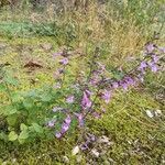 Clinopodium nepeta habit picture by Bastien Jorigné (cc-by-sa)