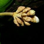 Meriania phlomoides fruit picture by Nelson Zamora Villalobos (cc-by-nc)