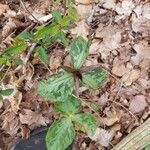 Trillium cuneatum leaf picture by T d (cc-by-sa)