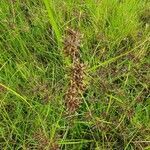 Cyperus kilimandscharicus flower picture by susan brown (cc-by-sa)