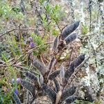 Lupinus bogotensis fruit picture by Gabriel OLLIVIER (cc-by-sa)