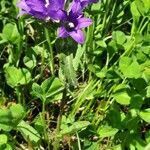 Campanula glomerata habit picture by Ernst Fürst (cc-by-sa)