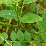 Vicia dumetorum leaf picture by Thure Hauser (cc-by-sa)