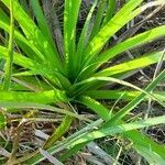 Eryngium paniculatum leaf picture by Trap Hers (cc-by-sa)